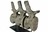 Three, Large Articulated Camarasaurus On Metal Stand - Colorado #77931-2